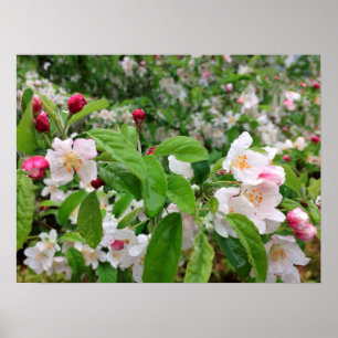 Apple Blossom in de RAIN. Poster
