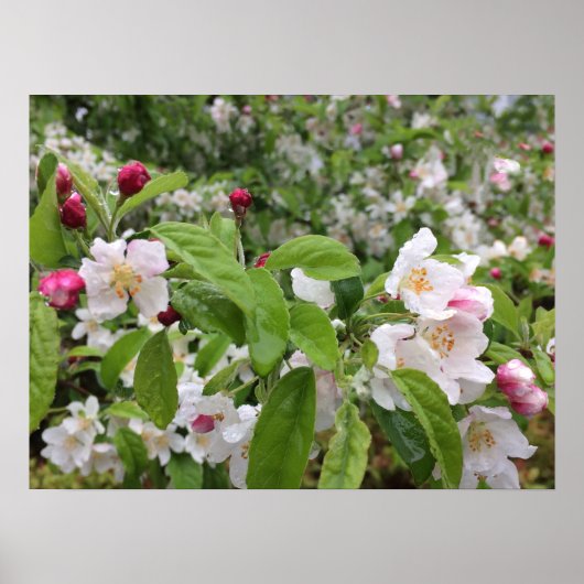 Apple Blossom in de RAIN. Poster (Voorkant)