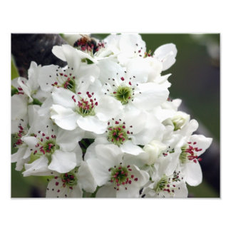 Apple Blossom in Spring Foto Afdruk