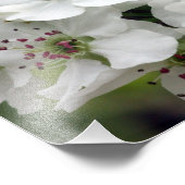 Apple Blossom in Spring Foto Afdruk (Hoek)