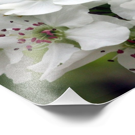 Apple Blossom in Spring Foto Afdruk (Hoek)