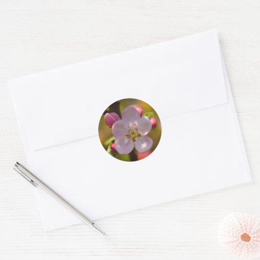Apple Blossom in Spring Ronde Sticker (Envelop)