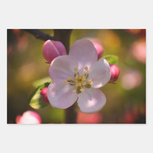 Apple Blossom Inpakpapier Vel (Voorkant)