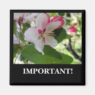 Apple Blossom Magneet