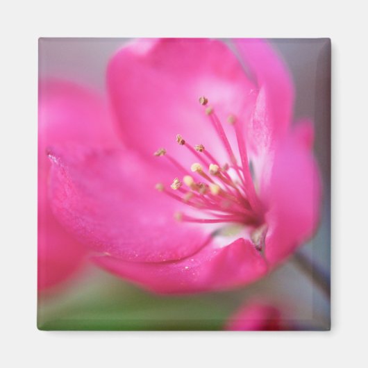 Apple Blossom Magnet (Voorkant)
