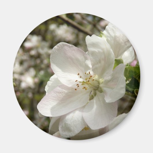 Apple Blossom Magnet (Voorkant)