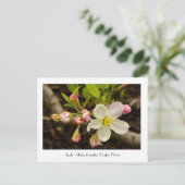 Apple Blossom - Malus domestica 'Dayton' Bloem Briefkaart (Staand voorkant)