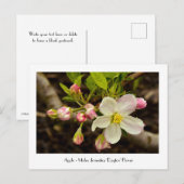 Apple Blossom - Malus domestica 'Dayton' Bloem Briefkaart (Voorkant / Achterkant)