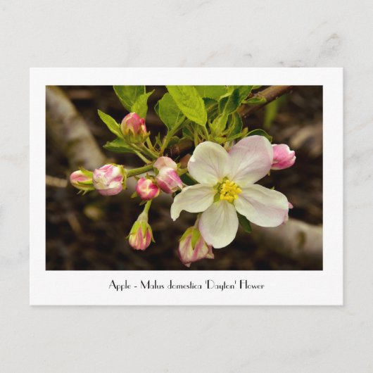 Apple Blossom - Malus domestica 'Dayton' Bloem Briefkaart (Voorkant)