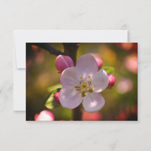 Apple Blossom Notitiekaartje (Voorkant)