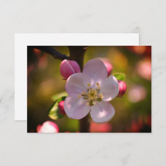 Apple Blossom Notitiekaartje (Voorkant / Achterkant)