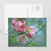 Apple Blossom #P0356 Briefkaart (Voorkant / Achterkant)