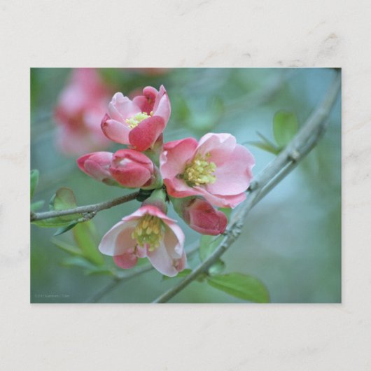 Apple Blossom #P0356 Briefkaart (Voorkant)