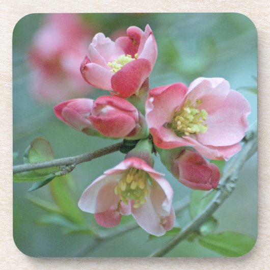 Apple Blossom #P0356 Cork Onderzetter (Voorkant)