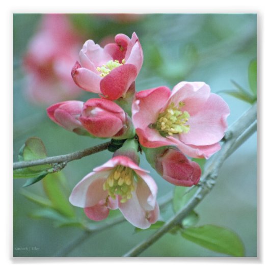 Apple Blossom #P0356 Foto Afdruk (Voorkant)