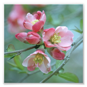 Apple Blossom #P0356 Foto Foto Afdruk