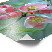 Apple Blossom #P0356 Foto Foto Afdruk (Hoek)