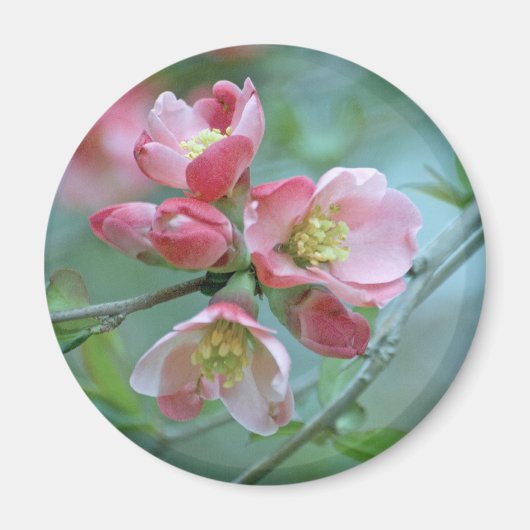 Apple Blossom #P0356 Magnet (Voorkant)