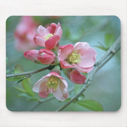 Apple Blossom #P0356 Mousepad Muismat (Voorkant)