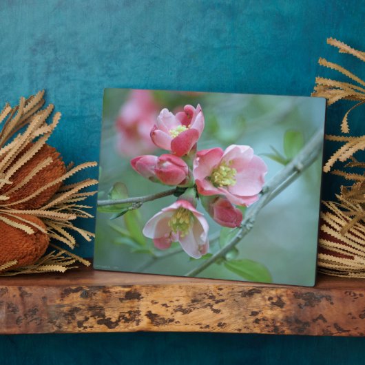 Apple Blossom #P0356 Plaque Fotoplaat (Zijkant)