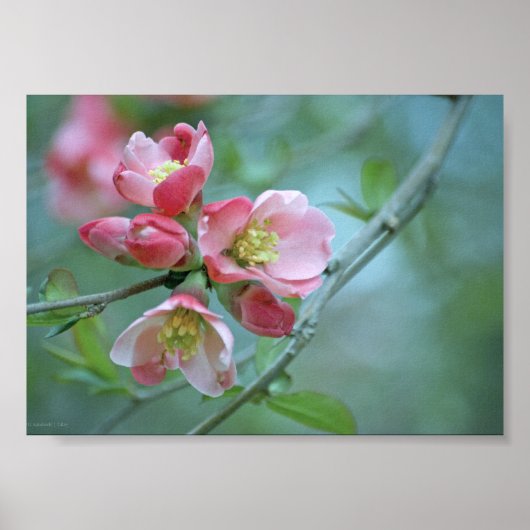 Apple Blossom #P0356 Poster (Voorkant)