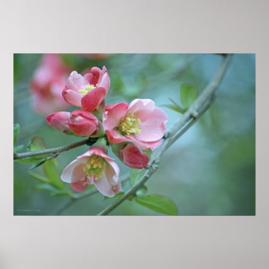 Apple Blossom #P0356 Poster (Voorkant)