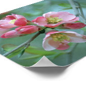 Apple Blossom #P0356 Poster (Hoek)