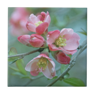 Apple Blossom #P0356 Tile Tegeltje