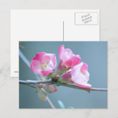 Apple Blossom #P0358 Briefkaart (Voorkant / Achterkant)