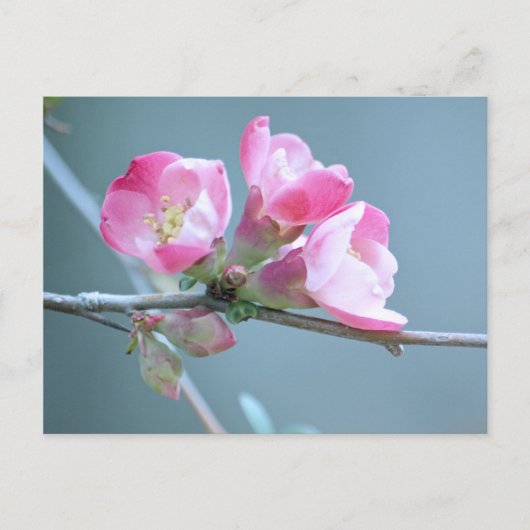 Apple Blossom #P0358 Briefkaart (Voorkant)