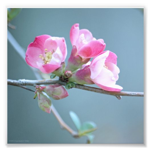 Apple Blossom #P0358 Foto Afdruk (Voorkant)