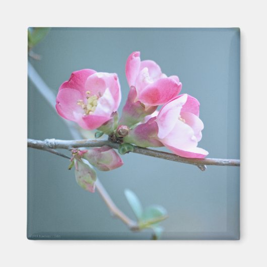 Apple Blossom #P0358 Magnet (Voorkant)