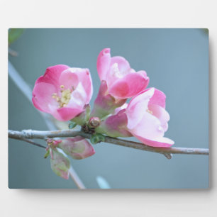 Apple Blossom #P0358 Plaque Fotoplaat