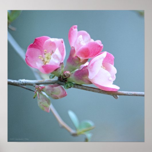 Apple Blossom #P0358 Poster (Voorkant)