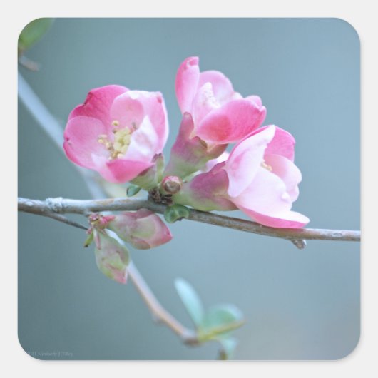 Apple Blossom #P0358 Sticker (Voorkant)