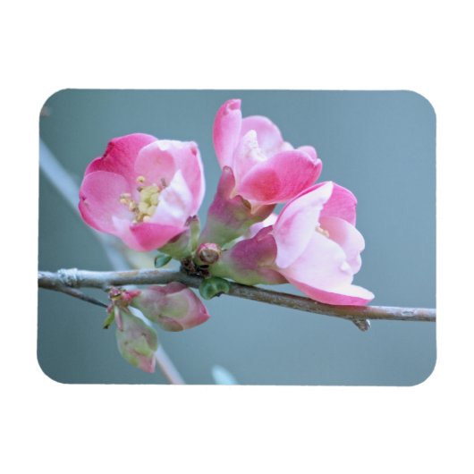 Apple Blossom #P0358 Vinyl Magnet Magneet (Horizontaal)