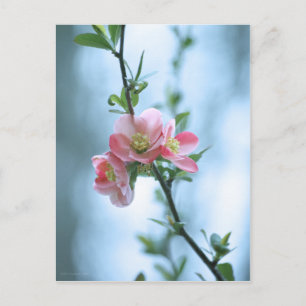 Apple Blossom #P0365 Briefkaart