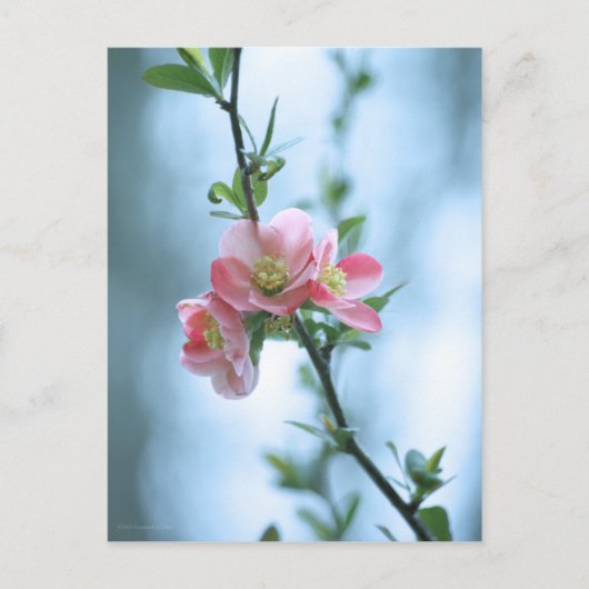 Apple Blossom #P0365 Briefkaart (Voorkant)