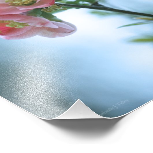 Apple Blossom #P0365 Foto afdrukken (Hoek)