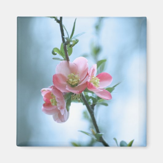Apple Blossom #P0365 Magnet (Voorkant)