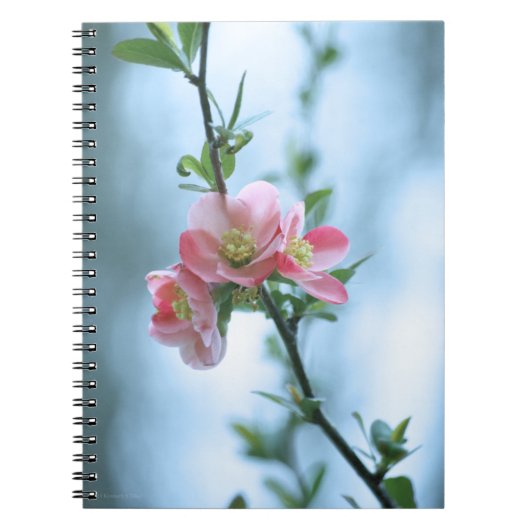 Apple Blossom #P0365 Notitieboek (Voorkant)