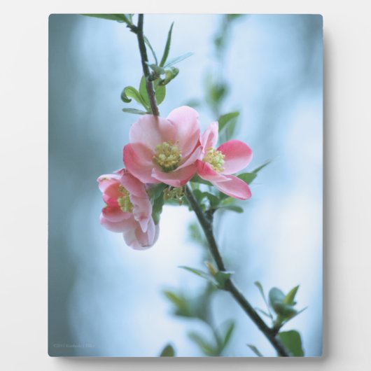Apple Blossom #P0365 Plaque Fotoplaat (Voorkant)