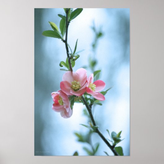 Apple Blossom #P0365 Poster (Voorkant)