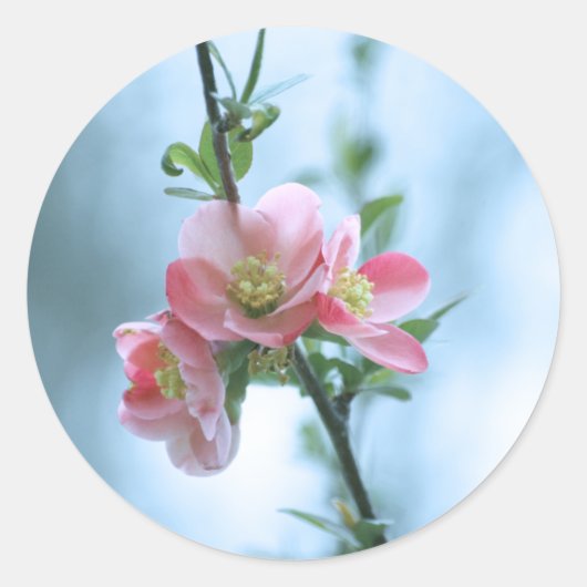 Apple Blossom #P0365 Sticker (Voorkant)