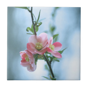 Apple Blossom #P0365 Tegel Tegeltje