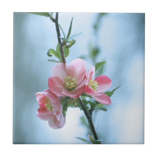Apple Blossom #P0365 Tegel Tegeltje (Voorkant)