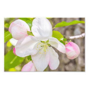 Apple Blossom Photography Print Foto Afdruk