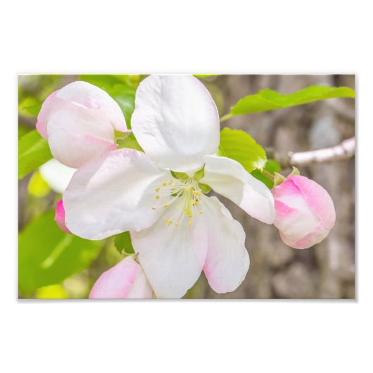 Apple Blossom Photography Print Foto Afdruk (Voorkant)
