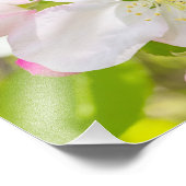 Apple Blossom Photography Print Foto Afdruk (Hoek)