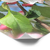 Apple Blossom Pink White Flowers Poster (Hoek)